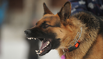 A dog barking with its mouth wide open